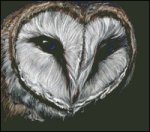 Barn Owl (image for) Barn Owl